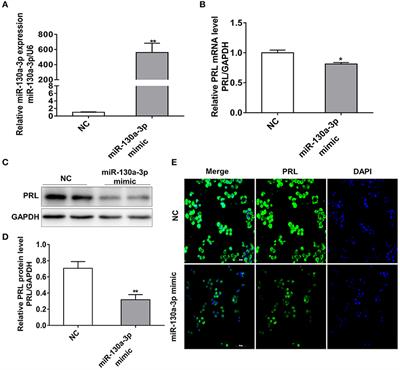 MiR-130a-3p Inhibits PRL Expression and Is Associated With Heat Stress-Induced PRL Reduction